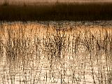 Africa 009 : Africa, Botswana, Morning Glow, Nature, Okavango, Vumbura Plains, Water Grass